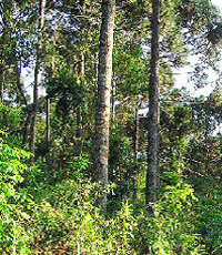 En la Reserva Natural Estricta San Antonio además de ser frecuentes los ejemplares de yerba mate, laurel negro y guatambú blanco, esta pequeña muestra de selva misionera se distingue por sus bosques naturales de pino paraná o curí, típico de los sectores serranos elevados y más fríos del sudeste brasileño. Esta especie es una conífera nativa de la misma familia del pehuén, la araucaria de la Patagonia. De gran porte, alcanza los 30 metros de altura y posee semillas comestibles que son aprovechadas por los pobladores de la zona.